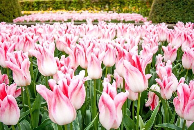 Keukenhof Ticket With Roundtrip Shuttle Bus From Amsterdam - Flexible Return to Amsterdam