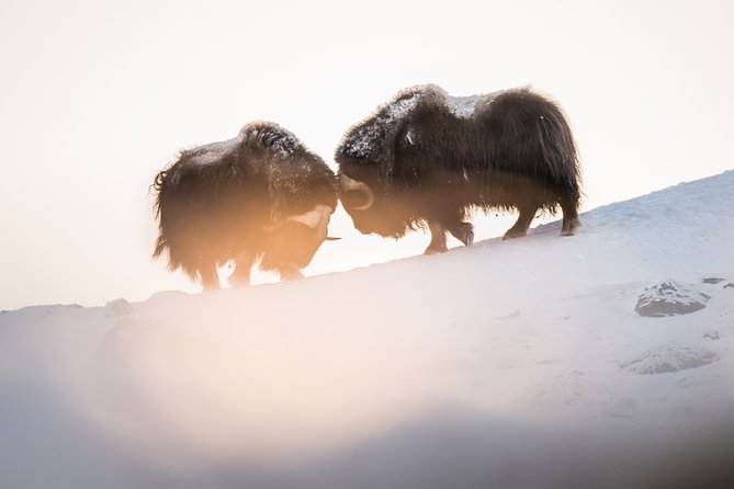 Musk Ox Safari in Dovrefjell National Park From Oppdal - Cancellation Policy