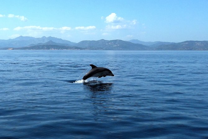 Observation of Dolphins and Snorkeling in a Rubber Boat in Olbia - Opportunity for Dolphin Encounters