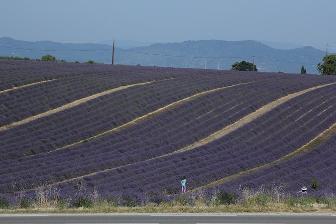 Provence Lavender Fields Tour From Aix-En-Provence - Additional Info