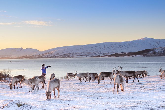 Reindeer Sledding Experience and Sami Culture Tour From Tromso - Meeting and Pickup