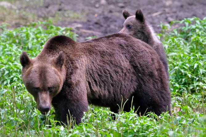 Small-Group Brown Bear-Watching Experience From Brasov - Meeting and Pickup