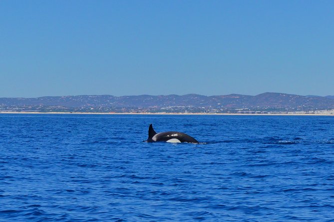 Small Group Dolphin and Wildlife Watching Tour in Faro - Cruise Route