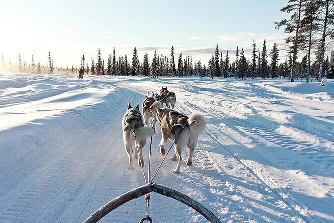 Snowy Trails 10KM Husky Safari From Rovaniemi - Arctic Snowy Trail Experiences