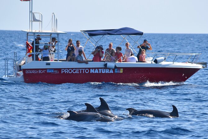 Summer Tour: Dolphin Watching and Guided Snorkeling - Additional Information
