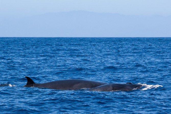 Tenerife 3-Hour Discover Whales and Dolphins - Snacks and Beverages Included