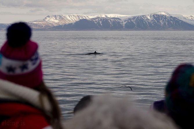 The Original Classic Whale Watching From Reykjavik - Accessibility and Additional Information