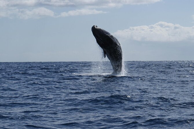 Whale and Dolphin Watching Tour From Funchal - Tour Duration