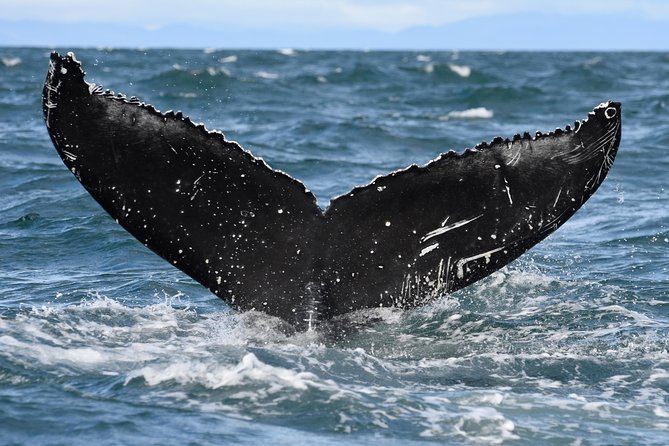 Whale Watching From Downtown Akureyri - Humpback Whale Viewing Opportunities