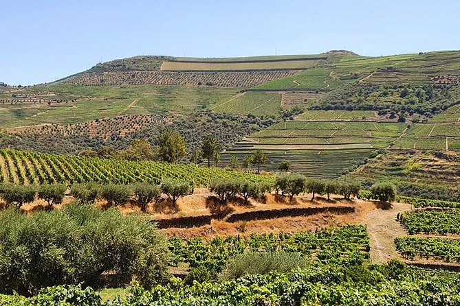 Complete Douro Valley Wine Tour With Lunch, Wine Tastings and River Cruise - Itinerary