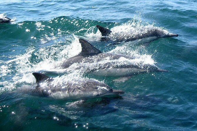 Dolphin Watching + 2 Islands Tour - From Faro - Exploring Deserta Island
