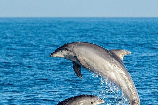 Dolphin Watching Excursion in Gibraltar - Cancellation Policy