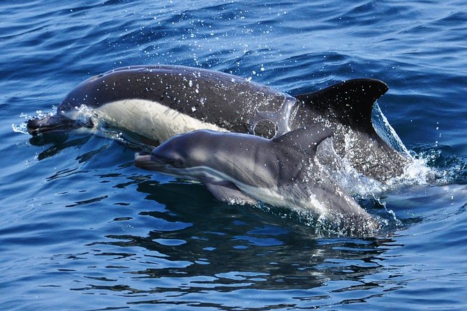 Dolphin Watching in Gibraltar & Fast Track Priority Cable Car - Group Size