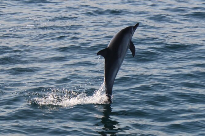 Dolphin Watching in Gibraltar With the Blue Boat Dolphin Safari - Live Commentary on Board
