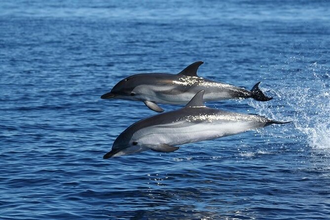 Dolphin Watching Tour With Snorkeling From Olbia - Confirmation and Accessibility