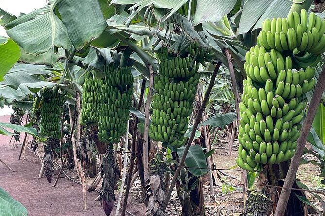 Guided Visit to the Banana Museum - What to Expect on the Tour