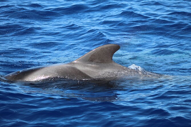 Madeira Dolphin & Whale Watching Tour - Marine Biologist Expertise