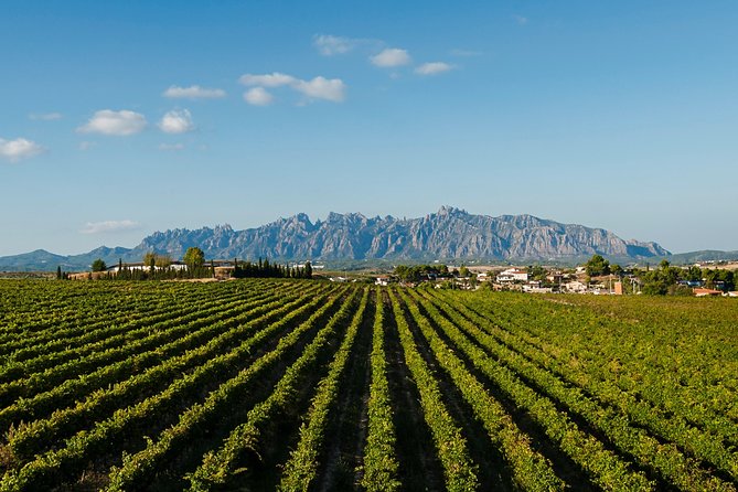 Montserrat,Vineyard, Wine Tasting Small Group Tour & Hotel Pickup - Penedès Wine Region