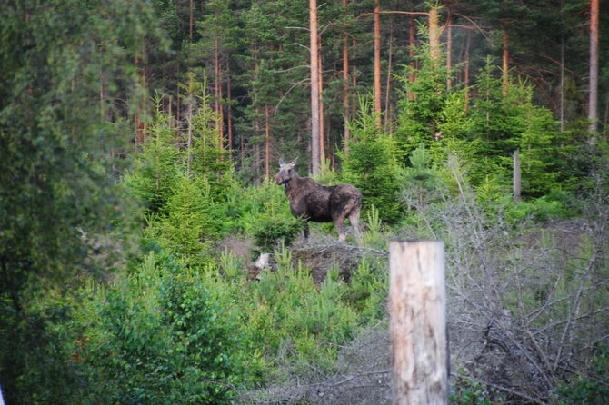 Moose Safari in the Wild Tiveden, Sweden - Dietary Accommodations