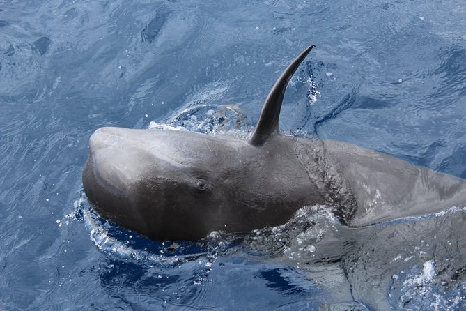 No Chase Whale & Dolphin Tour Putting Marine Life First - We Care - Eco-Friendly Practices