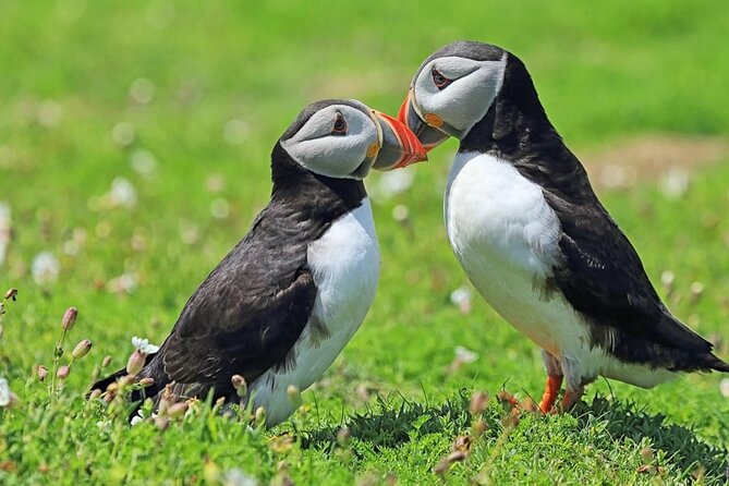 Puffin and Volcano Minibus Tour - Guided by Ebbi - Cancellation Policy