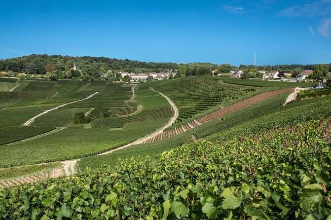 Reims Afternoon Tour Champagne and Family Growers - Cancellation Policy