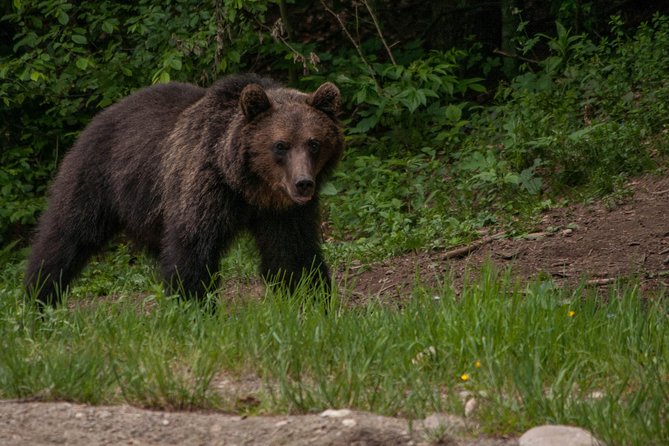 Small-Group Brown Bear-Watching Experience From Brasov - Important Information