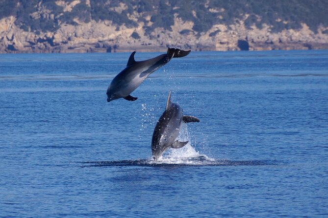 Summer Tour: Dolphin Watching and Guided Snorkeling - Dolphin Behavior and Conservation