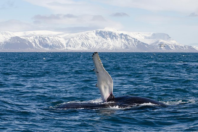 The Original Classic Whale Watching From Reykjavik - Cancellation Policy