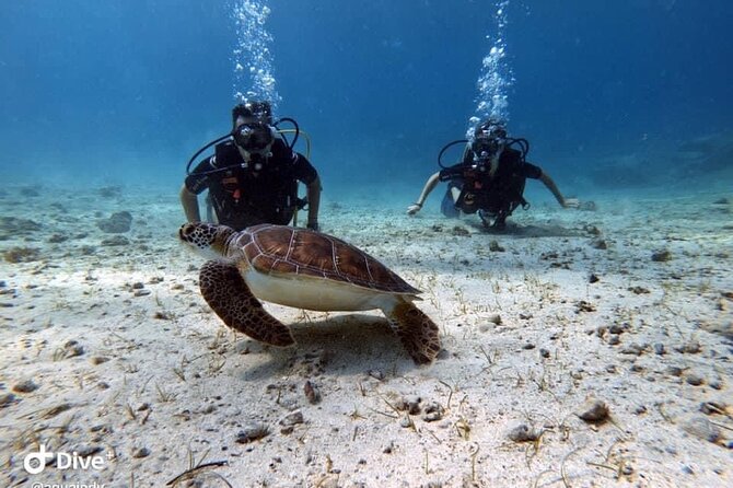 Try a Scuba Diving Experience - Exploring the Underwater World
