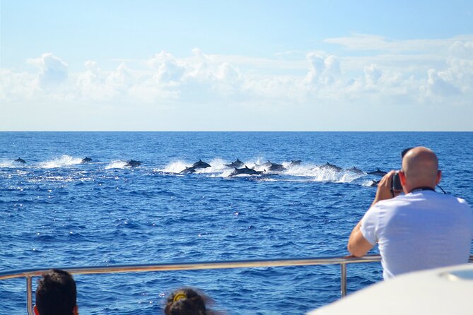 VipDolphins Luxury Whale Watching - Whale and Dolphin Spotting