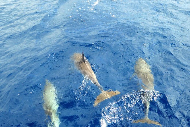 Whale and Dolphin Watching Yacht Trip in Puerto Colon - Reasons to Choose This Tour