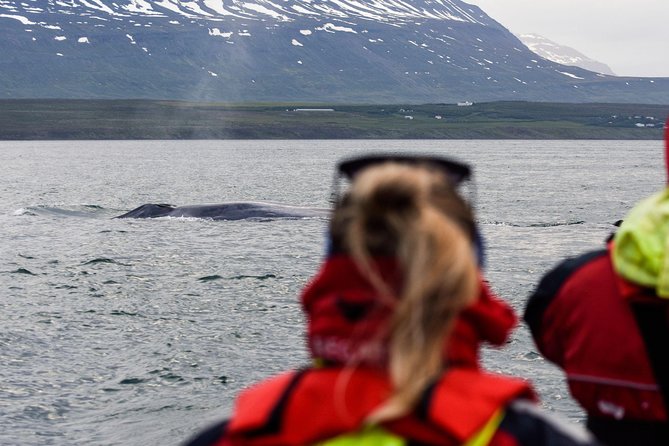 Whale Watching From Downtown Akureyri - Minimum Traveler Requirement