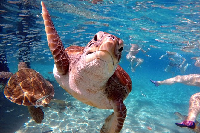 Curacao: Swimming With Sea Turtles and Grote Knip Beach Tour - Cancellation and Refund Policy
