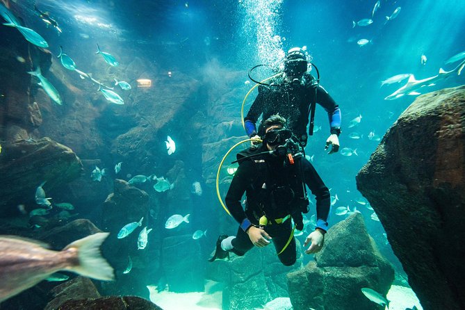 Diving in the Madeira Aquarium - Meeting Point and Pickup Location