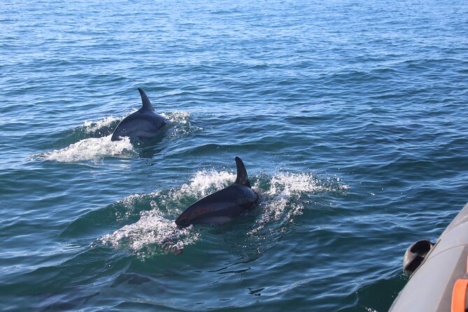 Dolphin Watching + 2 Islands Tour - From Faro - Guided Tour and Learning Opportunities