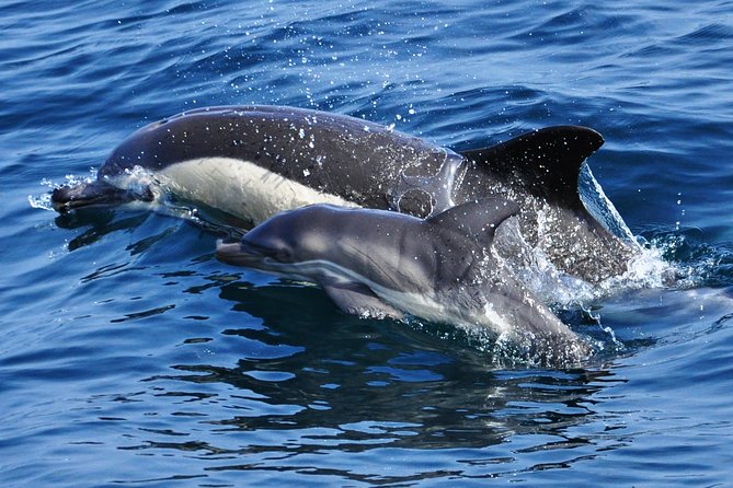 Dolphin Watching Excursion in Gibraltar - What to Expect