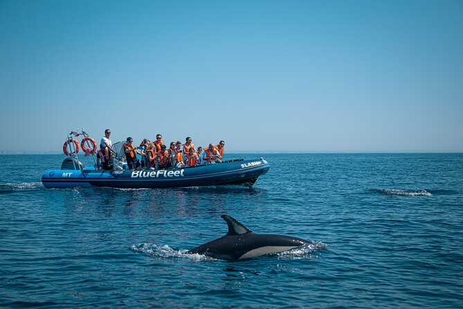 Dolphin Watching From Lagos - Guest Reviews and Ratings