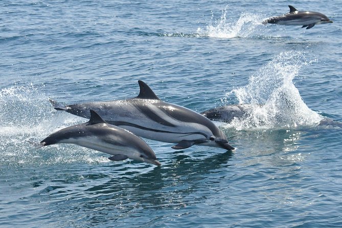 Dolphin Watching in Gibraltar & Fast Track Priority Cable Car - Cancellation Policy