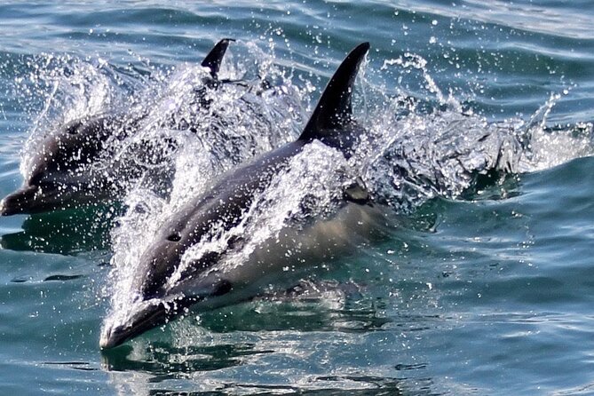 Dolphin Watching in Gibraltar With the Blue Boat Dolphin Safari - Drinks Available for Purchase