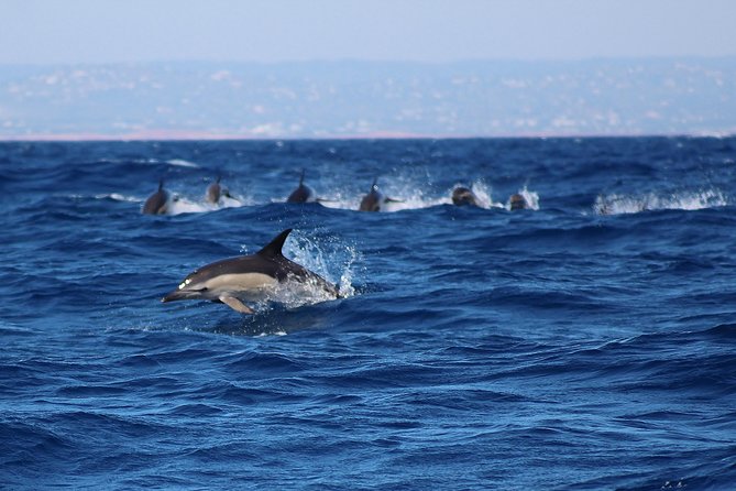 Dolphin-Watching in Marina De Lagos - Policies and Recommendations