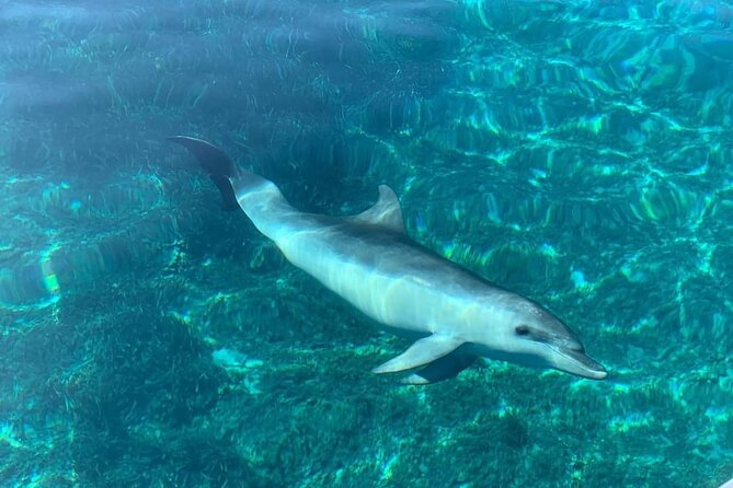 Dolphin Watching Tour With Snorkeling From Olbia - Itinerary Changes and Bag Restrictions