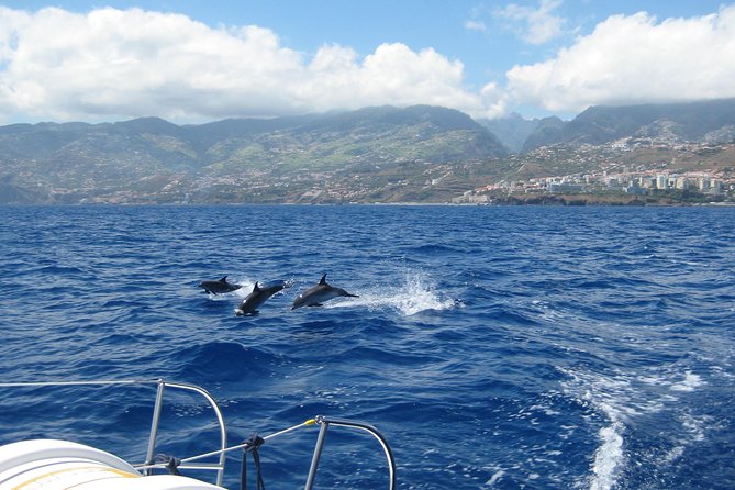 Half-Day Catamaran Trip From Funchal - Confirmation and Accessibility