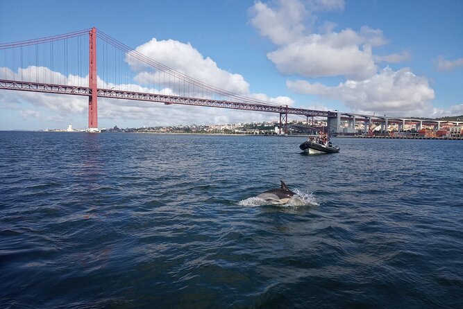 Lisbon Dolphin Watching With a Marine Biologist in a Small Group - Inclusive Package and Amenities