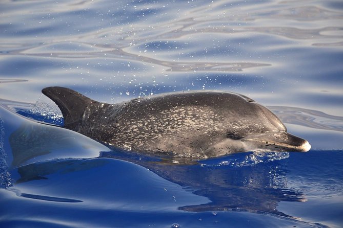 Madeira Dolphin & Whale Watching Tour - Sailing Along Madeiras Coast