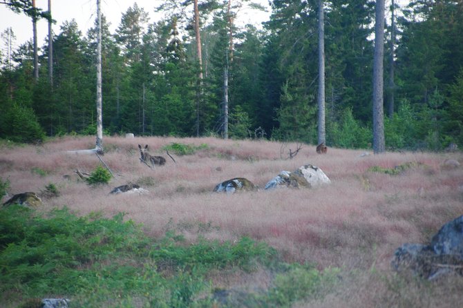 Moose Safari in the Wild Tiveden, Sweden - Group Size and Capacity