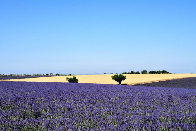 Provence Lavender Fields Tour From Aix-En-Provence - Lavender Varieties