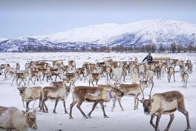 Reindeer Sledding Experience and Sami Culture Tour From Tromso - Confirmation and Cancellation