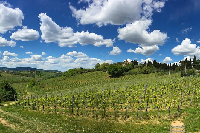 Siena: A Wine Tour and Tasting Experience - Explore Organic Vineyards