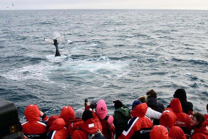 The Original Classic Whale Watching From Reykjavik - Success Rates